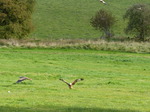 FZ023533 Red kites (Milvus milvus) feeding.jpg